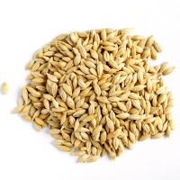 Wholesale Price Barley Malt for Bulk Buyer