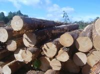 Timber - Pinewood & Scrap Metals
