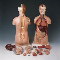 human anatomical models