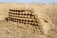 water reed for thatching roof