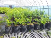 air pots for plant