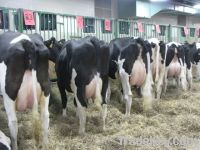 healthy Holstein Heifers