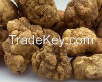 Fresh white truffles