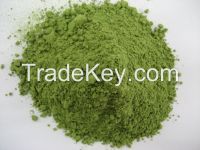 High quality organic Wheat grass Powder