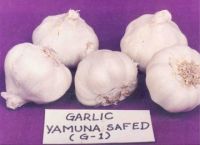 Indian White Garlic