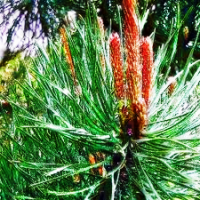 Pine Essential Oil