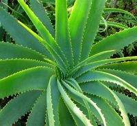 Aloe vera leaves