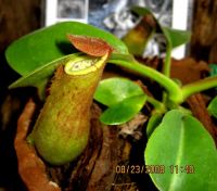 pitcher plant