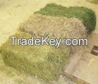 Rhode grass Hay