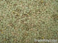 Green lentils