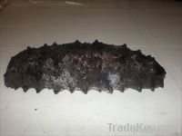 MEXICAN FROZEN BADIONOTUS SEA CUCUMBER