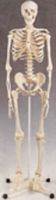 Fibre glass Human Skeleton