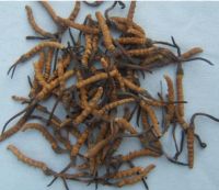 Cordyceps Sinensis