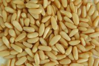 Pine Nut Kernel