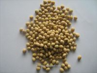 Organic Soybean