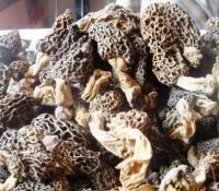 morchella vulgaris or guchi mushroom