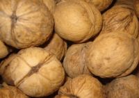 Walnut Kernels | Dried Fruits | Walnut Suppliers | Walnut Exporters | Walnut Manufacturers | Cheap Walnut | Wholesale Walnut | Discounted Walnut | Bulk Walnut | Walnut Buyer | Import Walnut |