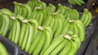 Bananas cavendish
