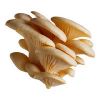 oyster mushroom