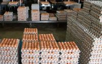 Fresh Farm Eggs, Broiler hatching eggs Ross 308 and Cobb 500 and Chicken Table Eggs