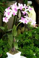 Dendrobium stems in Ceramic Pot