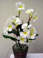 Frangipani Flowers in ceramic pot