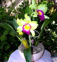 CATTLEYA X2 flowers in ceramic pot