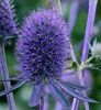 Eryngium