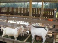 https://jp.tradekey.com/product_view/Boer-Goats-964179.html