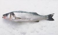 SeaBass, SeaBream ( Fresh, Frozen, Fillets)