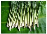 Raw/Dry Lemongrass