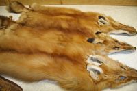 Raw Wild Red Fox Skins