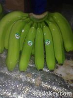 Cavendish Banana