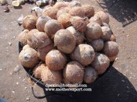 coconut shell 1