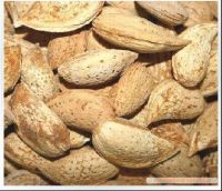 Almond Supplier | Almond Exporter | Almond Manufacturer| Almond Trader | Almond Buyer | Almond Importers | Import Almond