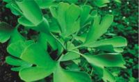 Ginkgo Biloba Extract