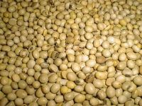 Soya Beans