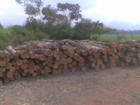 TEAK LOGS