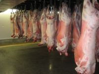 Halal Lamb Carcass