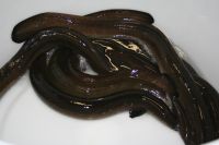 Eel Live wild caught freshwater
