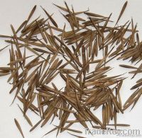 Fresh Moso Bamboo Seeds 2013