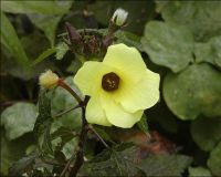 https://www.tradekey.com/product_view/Herb-Seeds-Musk-Mallow-Muskmallow-Abelmoschus-Moschatus-6555554.html