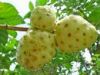 noni fruit juice