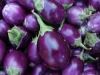 https://ar.tradekey.com/product_view/Fresh-Eggplant-990064.html