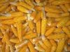 Maize | Maize Exporter | Corn Grain Seller | Maize Buyer | Bulk Maize Grain Importer | Corn bean Buyer | Corn bean Wholesaler | Corn Grain Manufacturer | Best Quality Corn Grain | Cheap Maize Supplier | Low Price Corn | Yellow Corn | White Cron | Baby Ma