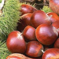 Taishan chestnut