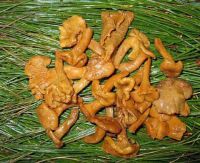 https://www.tradekey.com/product_view/Brined-Chanterelle-1001056.html