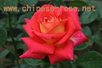 https://www.tradekey.com/product_view/Bare-Root-Roses-1112263.html