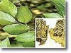 Eucommia Leaf Extract