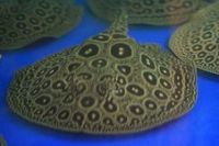 Freshwater Stingray